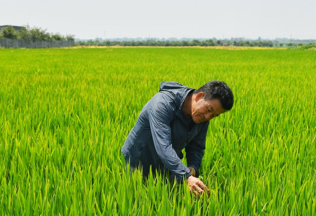 程夕兵在農(nóng)田里檢查水稻種植情況。人民網(wǎng)記者 周坤 攝